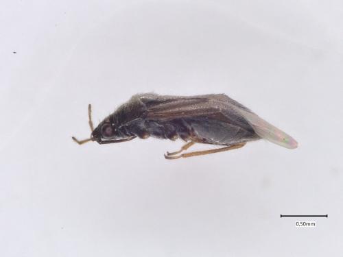 Orius sp.